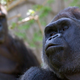 Zoos Suck For Both Animals and Humans
